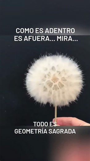 Enzo Burga on Instagram: "Para que exista orden en lo visible, debe haber una estructura impecable en lo invisible. Al invertir este pompón de semillas de Salsifí (Tragopogon Dubius), revelamos su geometría sagrada: una matriz de fractales que demuestra que la belleza exterior no es casualidad, sino el resultado de una ingeniería perfecta que nace desde su centro. Este diseño nos recuerda la ley más profunda: Como es adentro, es afuera. Así como el orden del universo comienza siempre en el núcle
