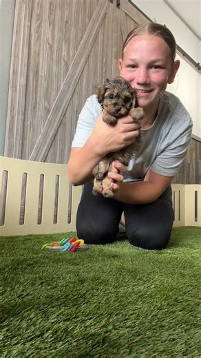 Havapoo puppy for sale