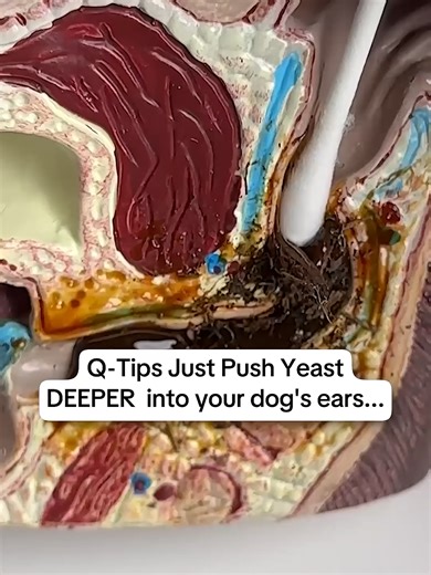 Does your dog’s ears smell yeasty or they can’t stop scratching and nothing you do helps? Here’s what every dog owner needs to know about what’s really going on — and how to help!