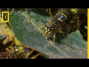 Des fourmis légionnaires s'attaquent à des guêpes