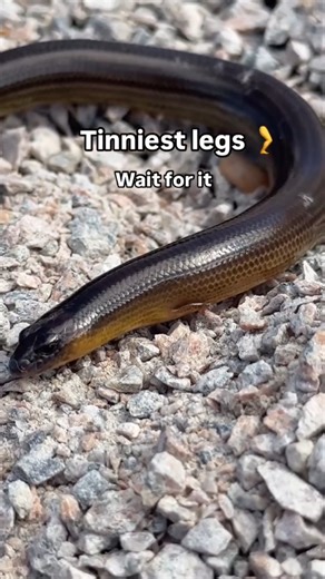 Reposted @tinytographer 🦎 Three-Clawed Worm Skink @instgram #ausgeo #bbcearth #earthcapture #omsystem #abcmyphoto #niffeature #shotoniphone @apple | Nature inFocus