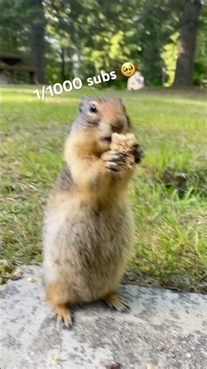 Day 6 to 1000 Subs for a Gopher Eating a Granola Bar