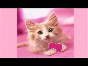 Katzige Geburtstagsgrüsse