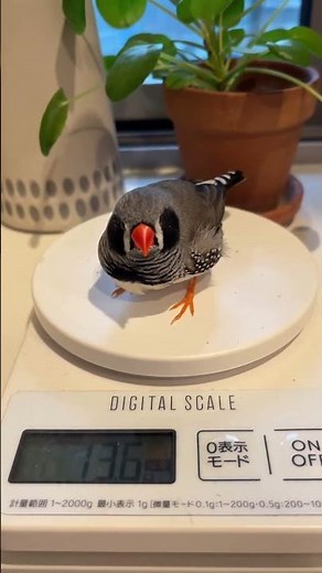 Tiny bird cutely weighed in Tokyo, Japan