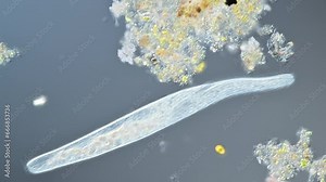Microbe living in soil and ponds under the microscope