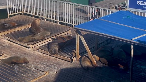 Protecting Cape fur seals from plastic pollution