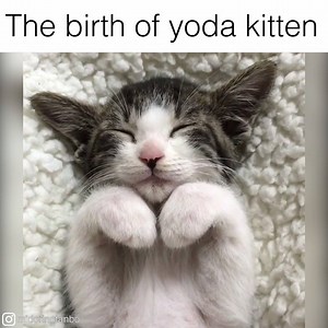 The force is strong with this one | VT