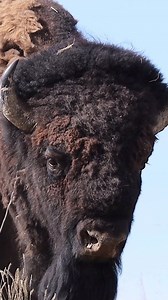 A behemoth bison rises. Let them roam once more! #outdoors #animals #nature #travelblogger | Michael Hodges, Author