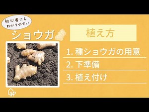 ショウガ 育て方①【植え付け】