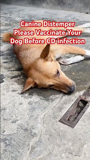 Before canine distemper infection please vaccinate your dogs || #caninedistemper #dogdistemper