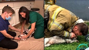 16K views · 466 reactions | These animals were saved with CPR. | Inside Edition | Facebook