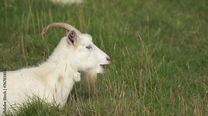 A goat with a long goatee lies in the grass, chewing the cud.