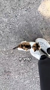 65K views · 2.9K reactions | How To Care For A Newborn Kitten  #CatFacts | Pet lovers | Facebook