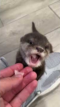 Lola my baby otter tries fish for the first time🥹🐟