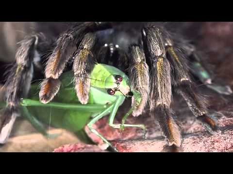 Stuff They Don't Want You To Know - Parasites