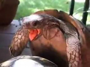 Video of tortoises mating. Laugh out loud as you hear first hand what a tortoise sounds like mating. hrcbk | For The Love of Fish