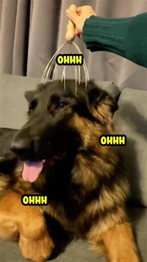 German Shepherd Core