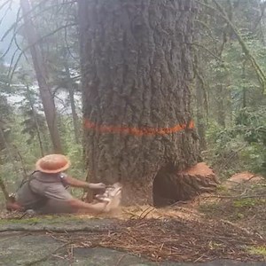 1.3M views · 4.9K reactions | Tractors & Farm Machinery - Tree Cutting | Tractors & Farm Machinery | Facebook