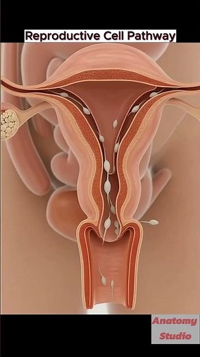 Reproductive Cell Pathway ｜ Human Fertilization Process ｜ Educational Biology Animation