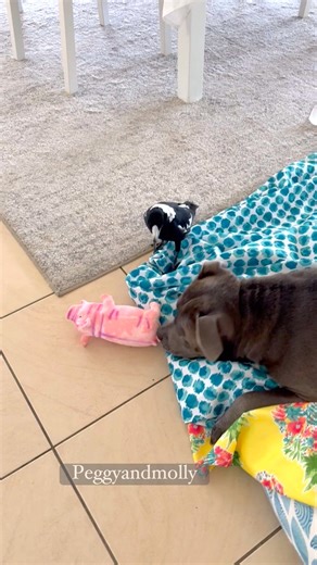 263K views · 12K reactions | Hey Ruby I was sunbathing when Snuffles here waddled up, making a noise like a broken horn & nearly stepped on me . Back it up, bacon bits & fix that noise . Don’t worry Molly I’ll protect you ‍⬛ | Peggy and Molly | Facebook