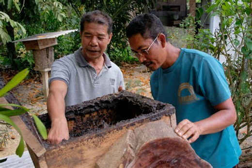 Beekeeping helps villagers tend coastal forests in Thai mangrove hotspot