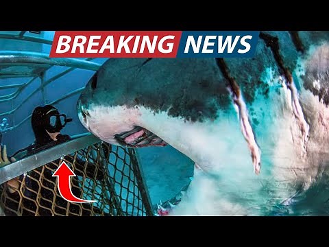 National Geographic Divers Just Captured Footage of a Giant Unknown Shark That Resembles Megalodon!