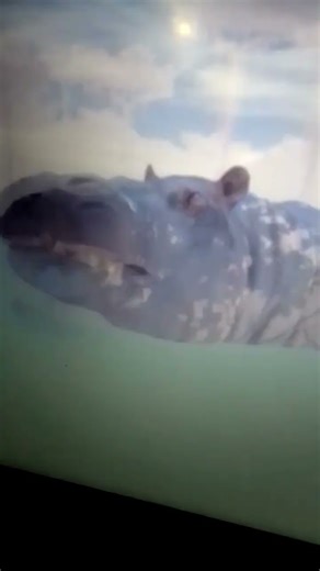 the angry hippo 🦛