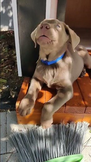 Silver Labrador for hunting