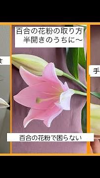 百合の花粉の取り方〜素手でも大丈夫！