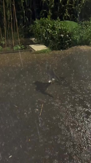 9.5K views · 434 reactions | Cuddle Meow on Reels | Facebook