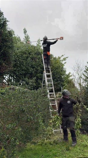 CONIFER AND BAY TREE BALL TRIMMING