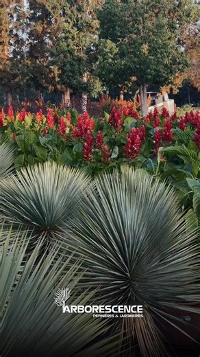 En direct de notre site de production à Azemmour, où toutes nos plantes sont 100% produites au Maroc 🇲🇦✨ | Arborescence