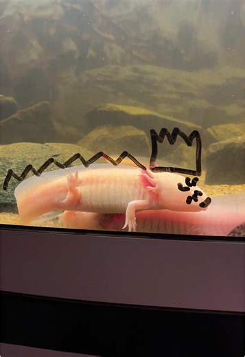 Explore the Enchanting World of Axolotls
