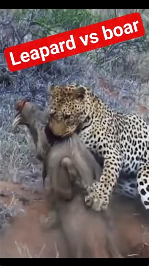 leapard vs boar #animals #wildlife #africawildanimals #shortsfeed #shortvideo #shortsviral #shorts