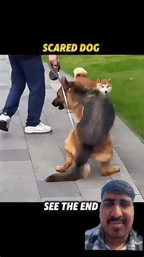 Robot vs dog vs cat #birds #turtlewatching #funny #funny #wildlifeentertainment #birdfreaks #cutedu