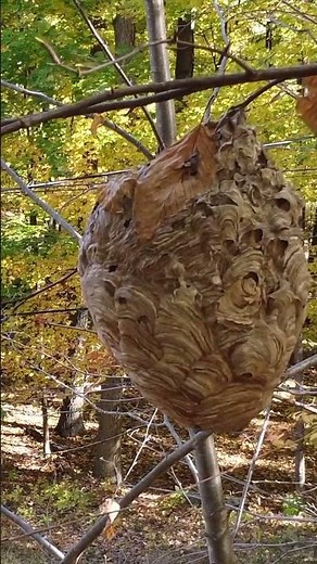 Shot at a live hornet nest with pellet gun... see what happened!
