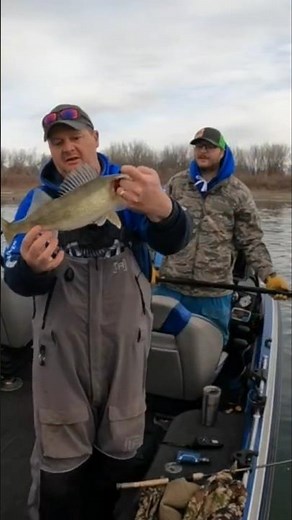 Fishing Fat Missouri River Walleyes! #fishing #fish #walleye #outdoors
