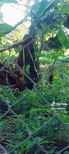 #Reggae #viralvideo #fyp #realtalk #dancechallenge #Password #trend #Password #trend #trending #viral #🎭