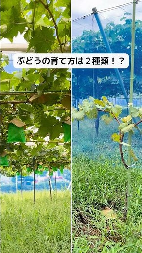 【ぶどうの育て方は2種類⁉️】棚仕立てと垣根仕立て