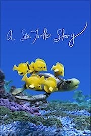 A Sea Turtle Story