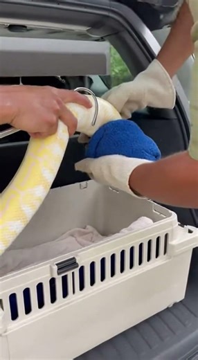 Rare Yellow Snake Rescue | Snake Saved From Road Traffic