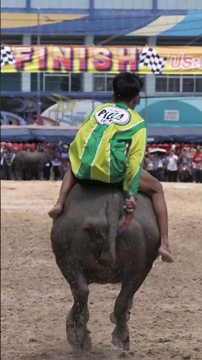 Thai traditional Wing Kwai Buffalo racing festival in Chon Buri, Thailand วิ่งควาย เทศกาลวิ่งควาย