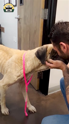 39M views · 1.5M reactions | Mildred's rescue story and transformation was nothing short of a miracle. Millie embodies the core values of my mission: to inspire, persevere, to find love & joy in the darkness and to always help the weak and defenseless. We don't know how much more time we have with her but we're celebrating her life and I hope you will too ❤️ | The Asher House | Facebook