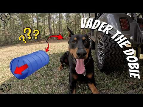 Doberman Agility Day Goes Off The Rails… We Never Got Past The Tunnel 😂🐾