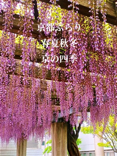 京都の四季を楽しむ春夏秋冬の旅