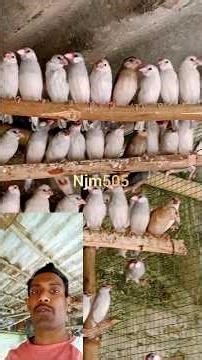 Java sparrow finchas sall // #njm505 #shorts #viral #animal