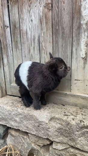 Good morning from #China. Lovely goat (羊羔) hopes you all have a wonderful day. SOUND ON ❤如花花 ❤❤❤ #Chinese #nature #goats #wildlife #travel #peace #beauty #beautiful #love | Lin hillside