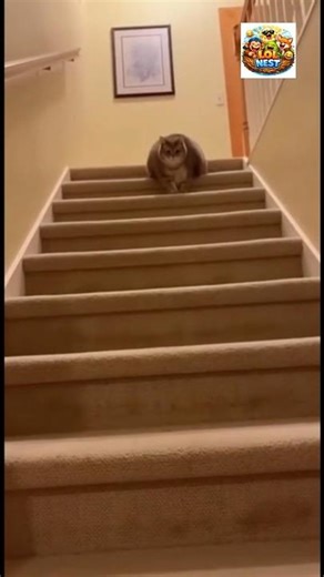 FAT Cat's EPIC FLIP FAIL 😂 | Funniest Cat Video Ever #trendingshorts #viralshort #funnyshorts #lol