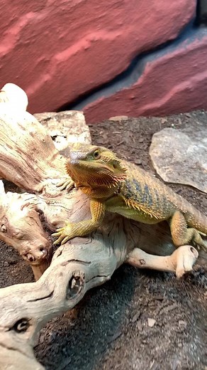 Avoid Coil UVB Bulbs for Bearded Dragons