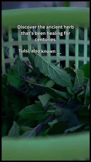 What Is Tulsi Tea Good For?